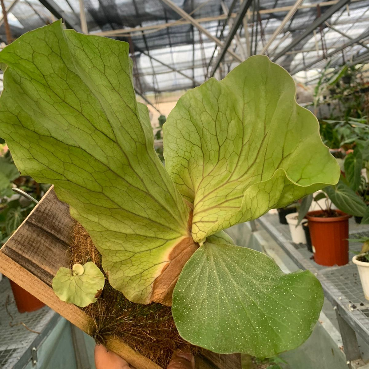 Wandae Platycerium