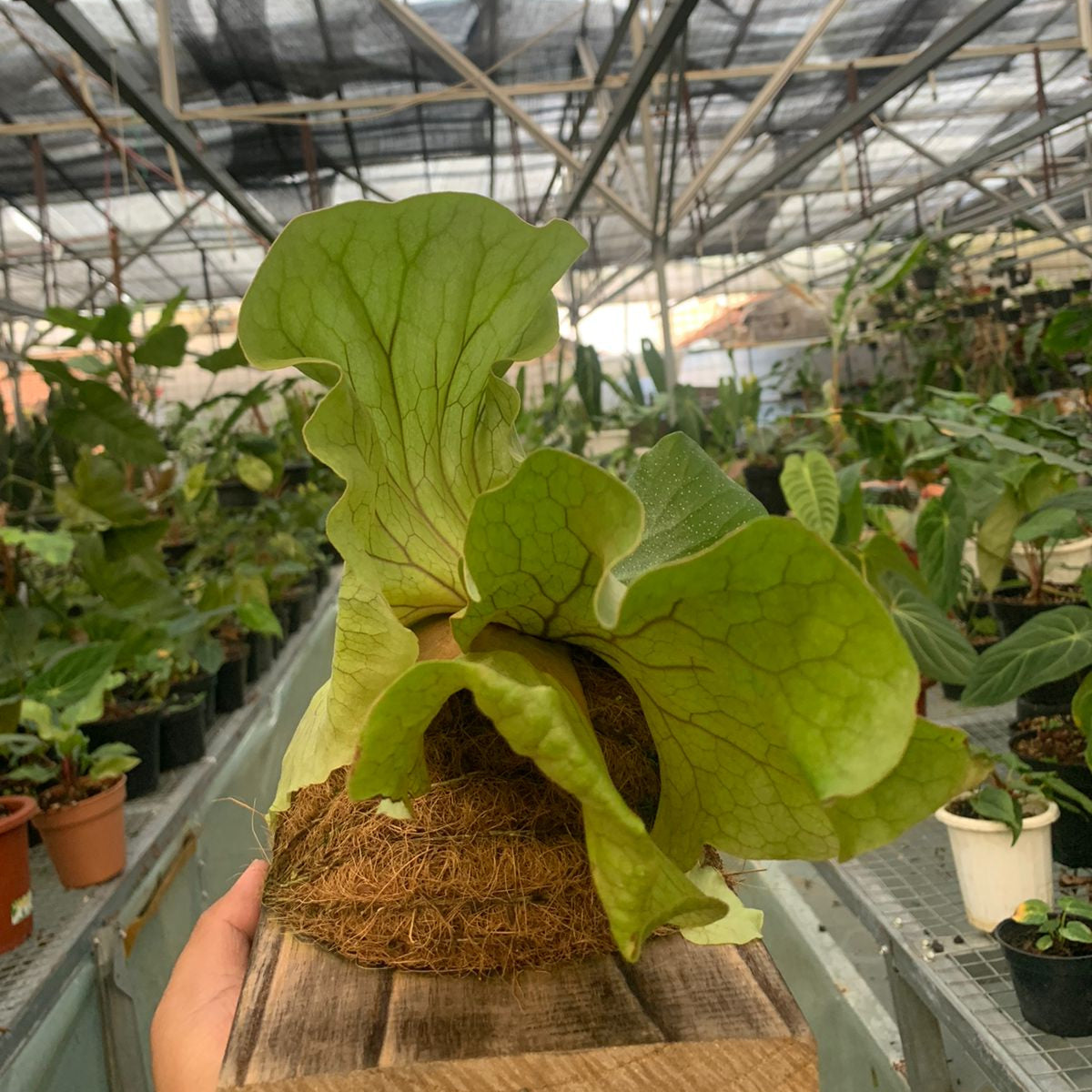 Wandae Platycerium