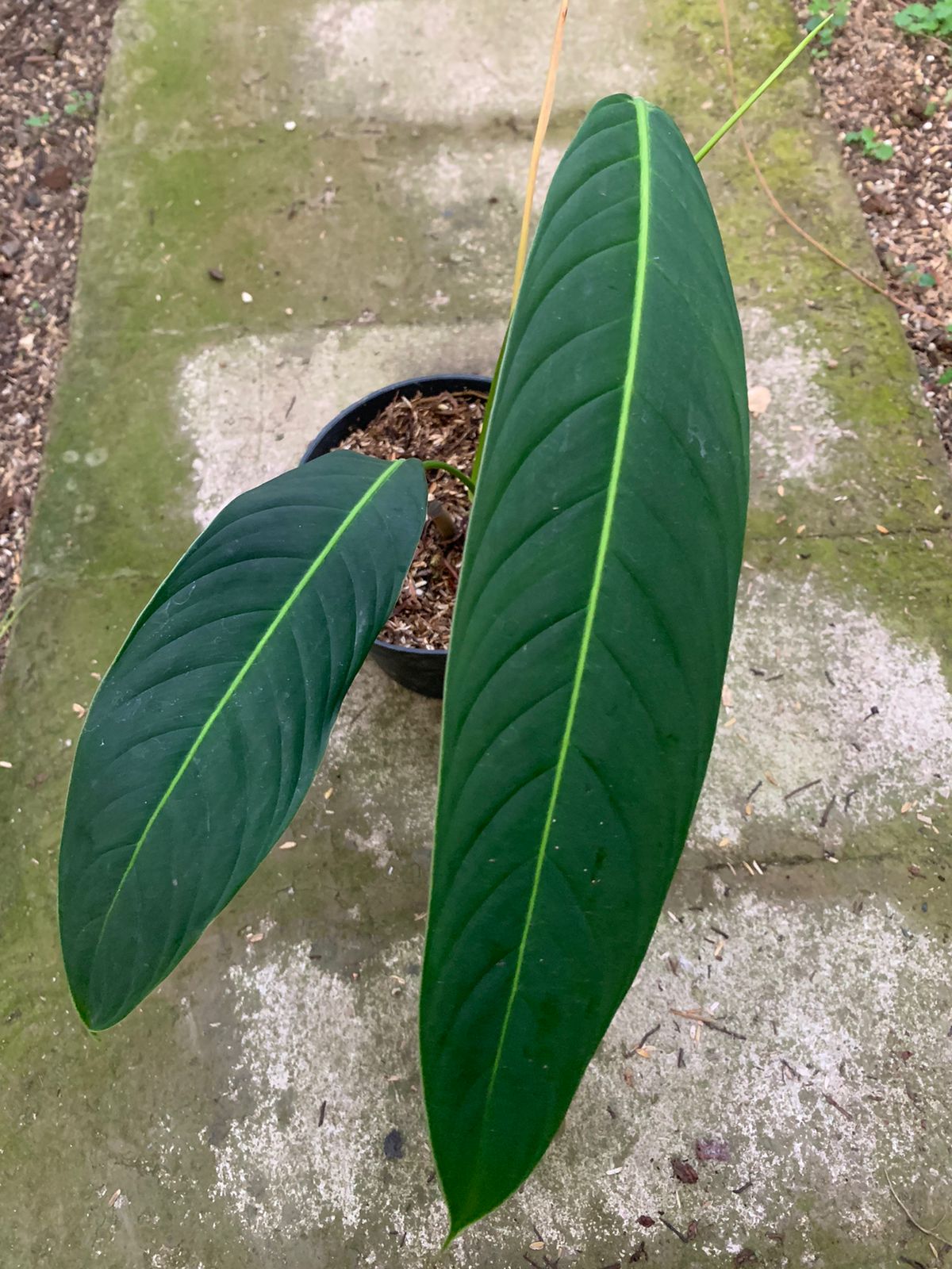 Hotsell Philodendron Heterocraspedon