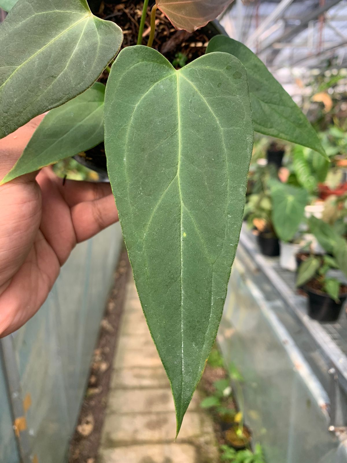 Anthurium Portilae x Papillilaminum