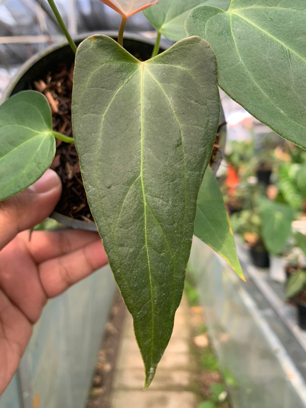 Anthurium Portilae x Papillilaminum