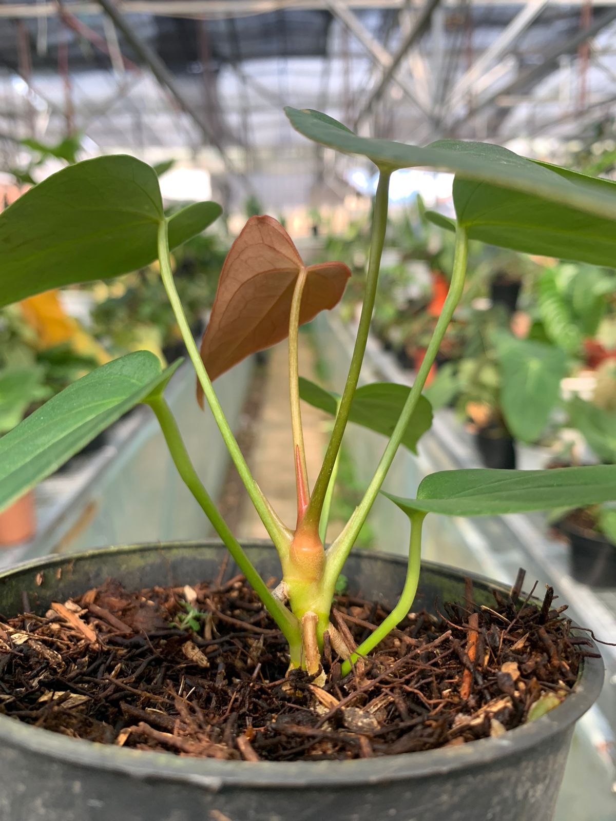 Anthurium Portilae x Papillilaminum
