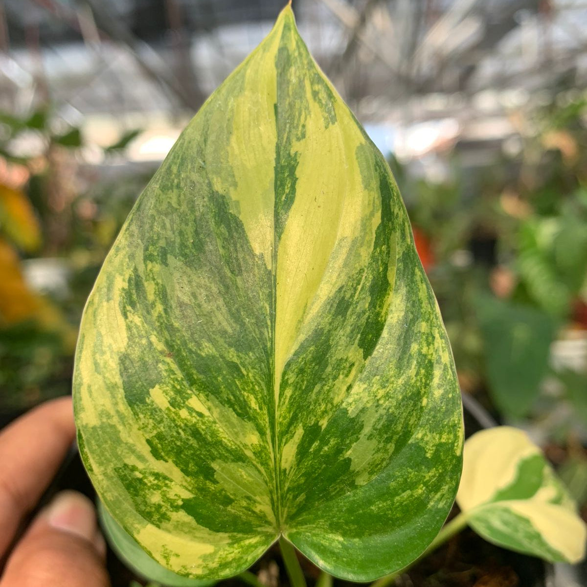 Homalomena Rubescen Variegated