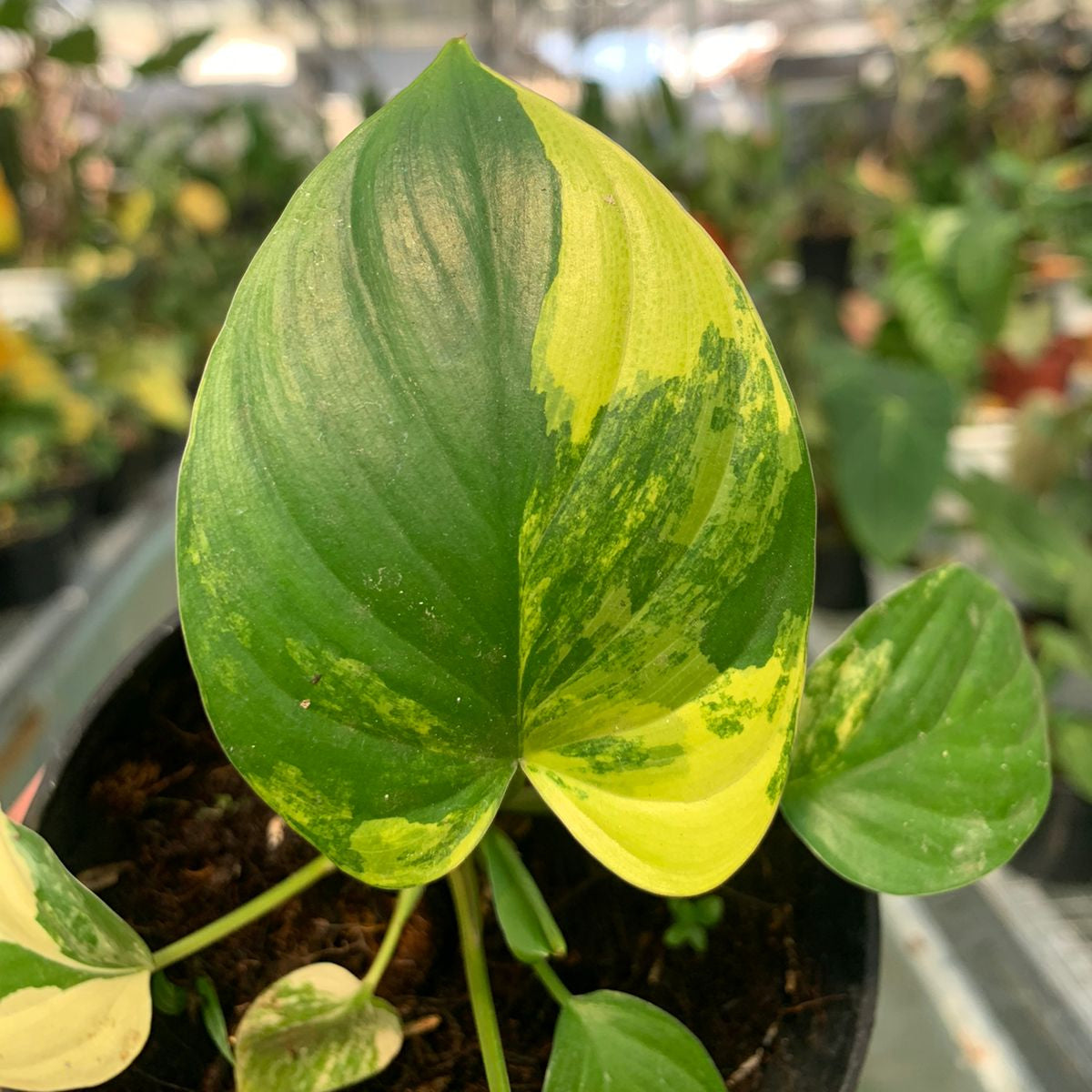 Homalomena Rubescen Variegated