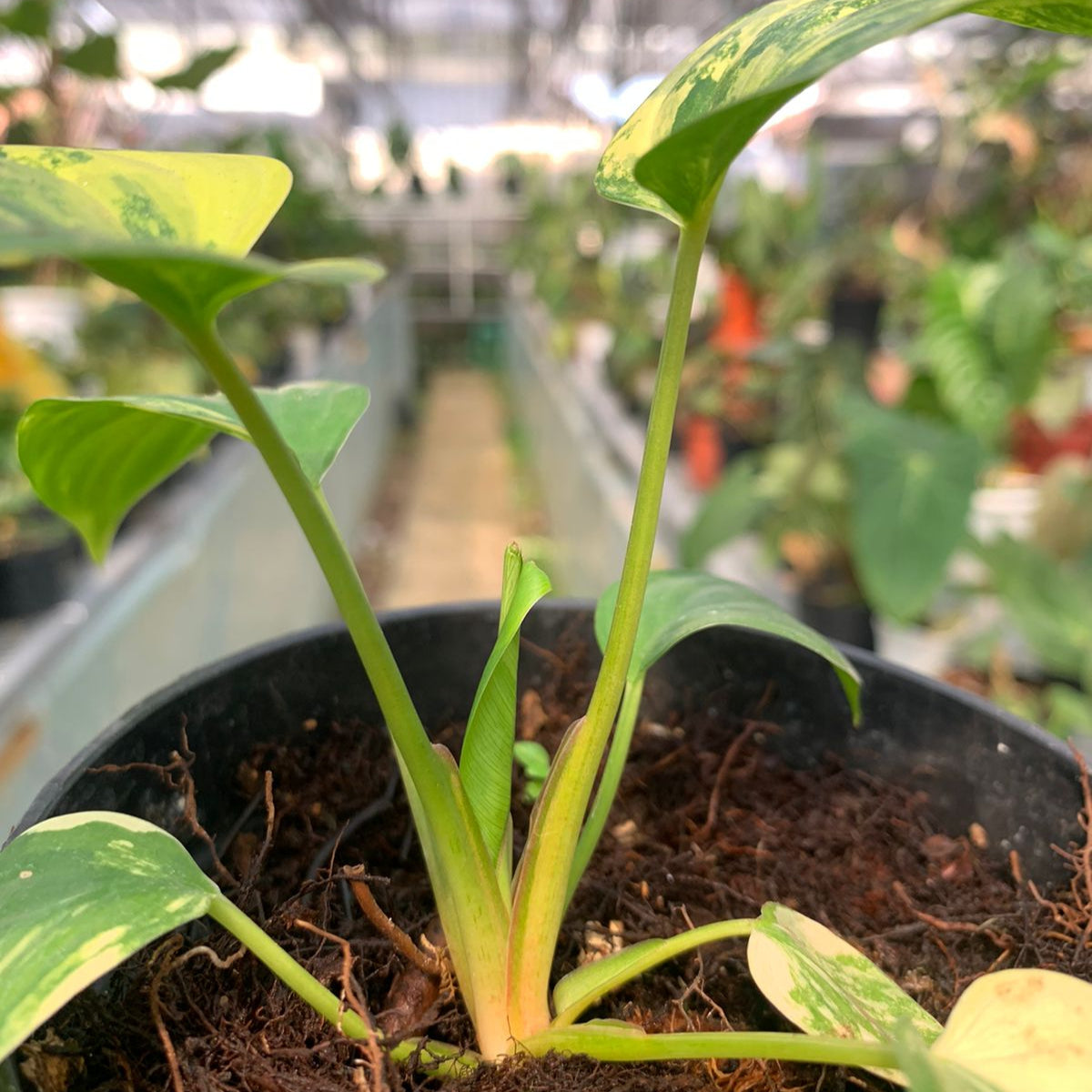 Homalomena Rubescen Variegated