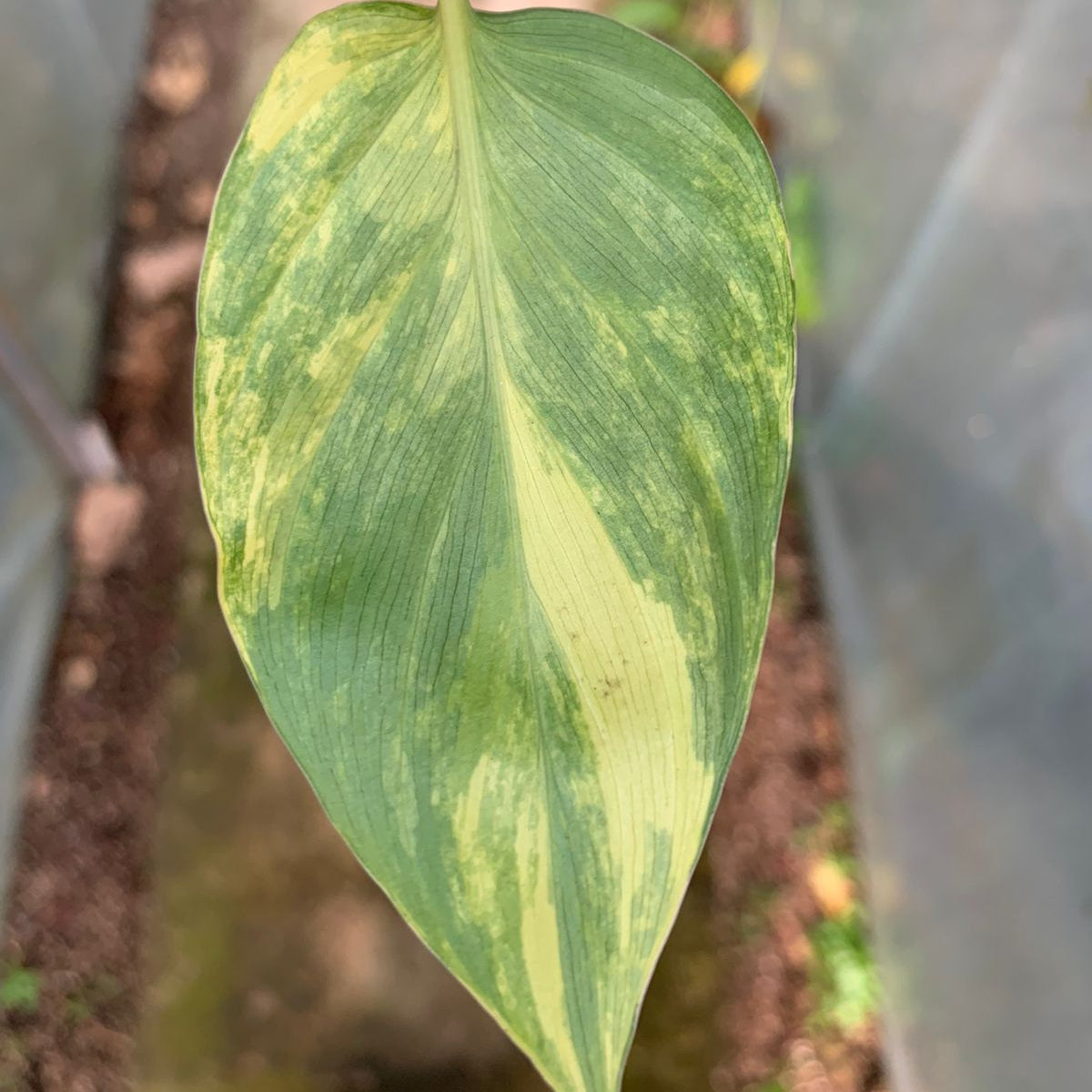 Homalomena Rubescen Variegated