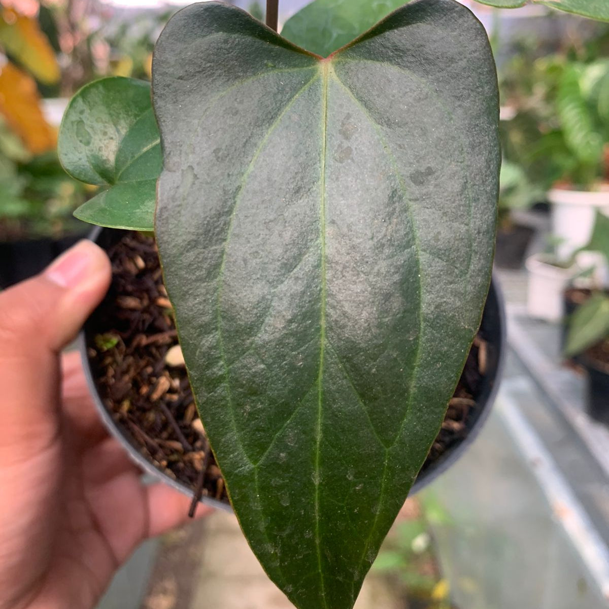 Anthurium Nigrolaminum Gigi x Papilaminum
