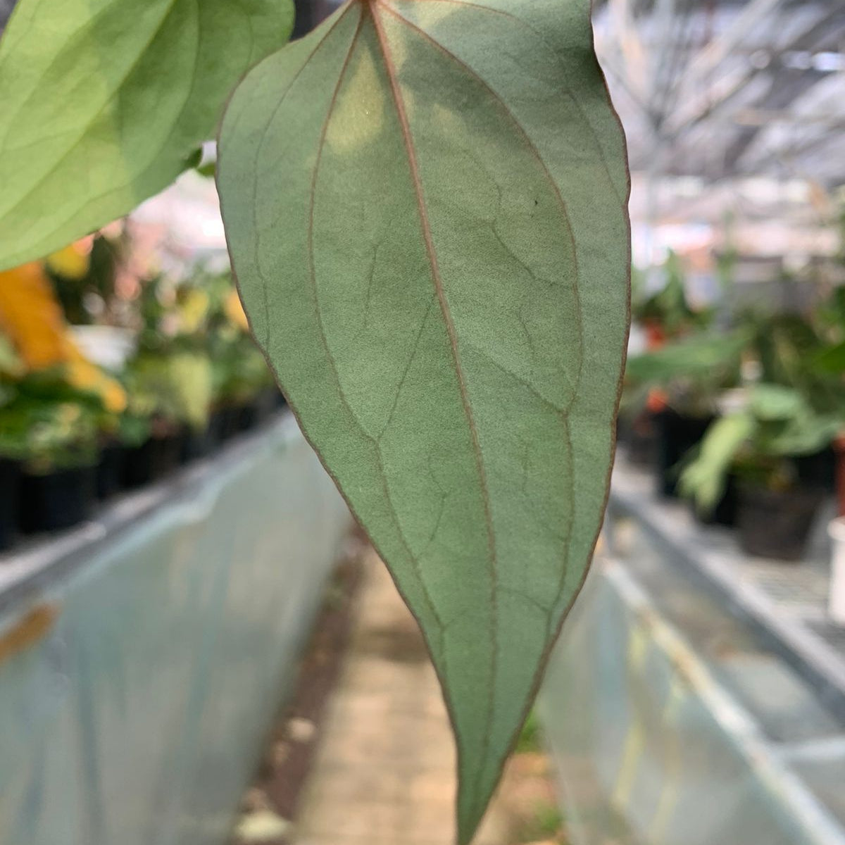 Anthurium Nigrolaminum Gigi x Papilaminum