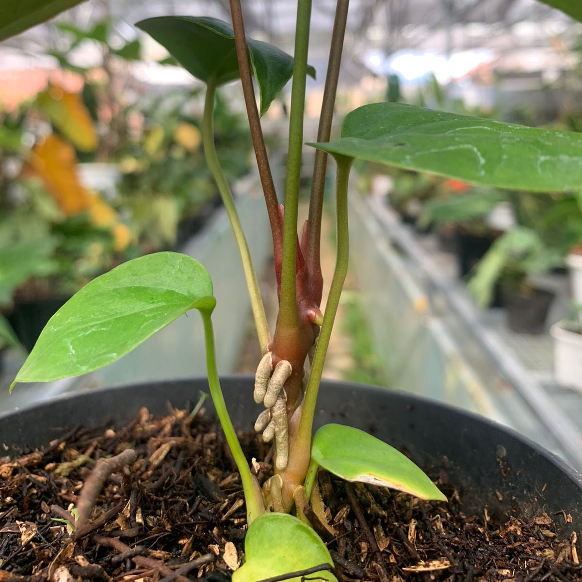 Anthurium Nigrolaminum Gigi x Papilaminum
