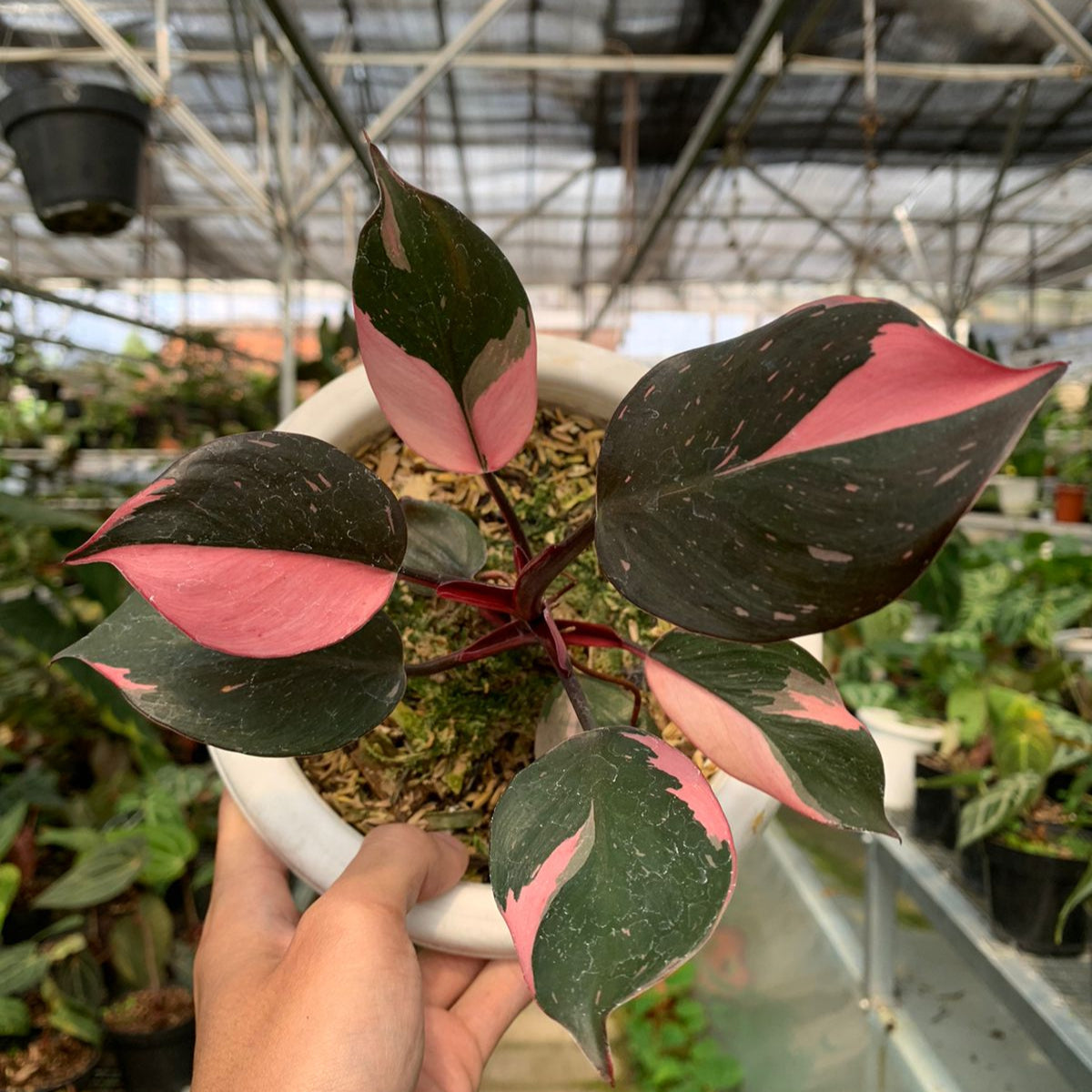 white pink princess philodendron Philodendron White Knight Pink Varigated