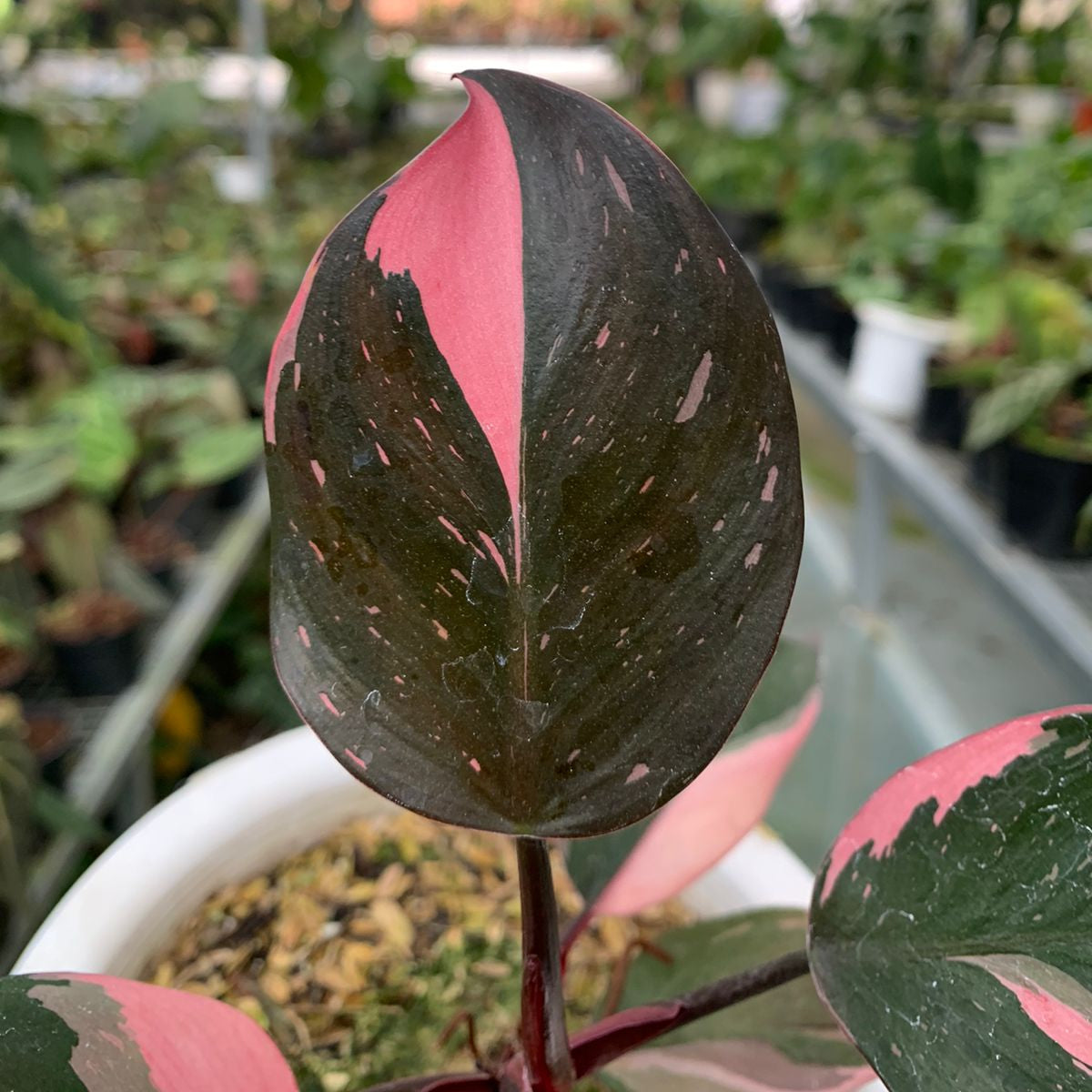 Philodendron White Knight Pink Varigated