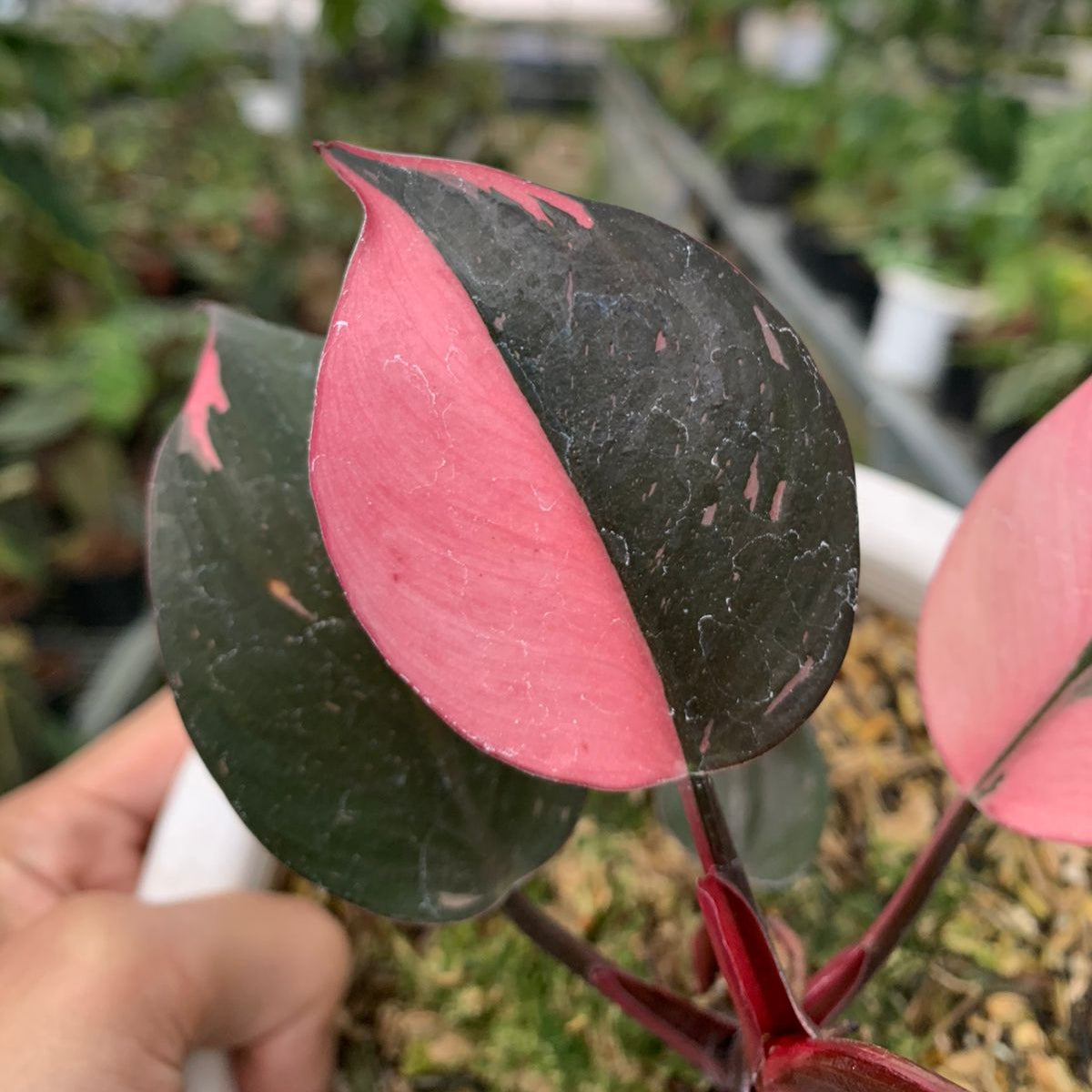 Philodendron White Knight Pink Varigated