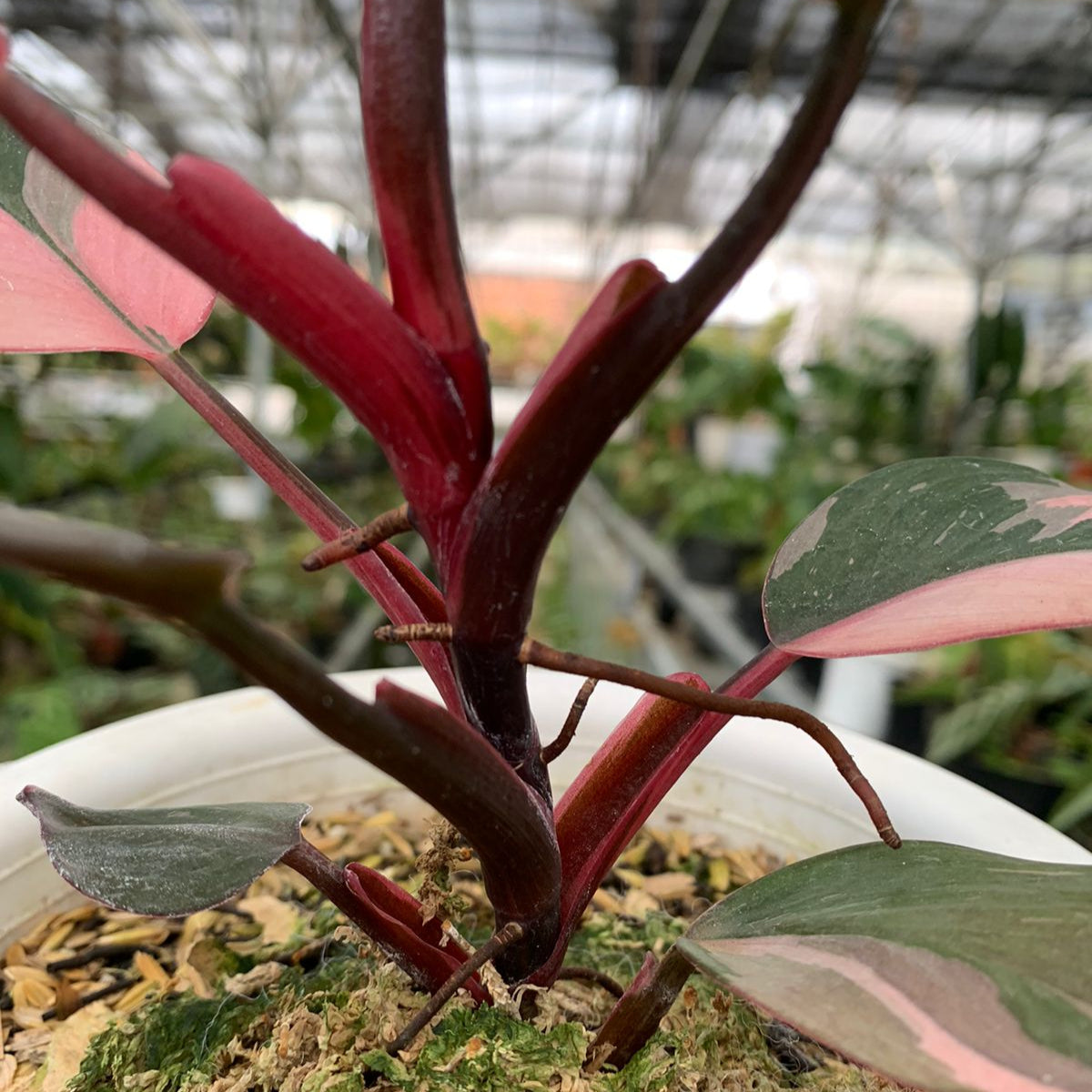 Philodendron White Knight Pink Varigated