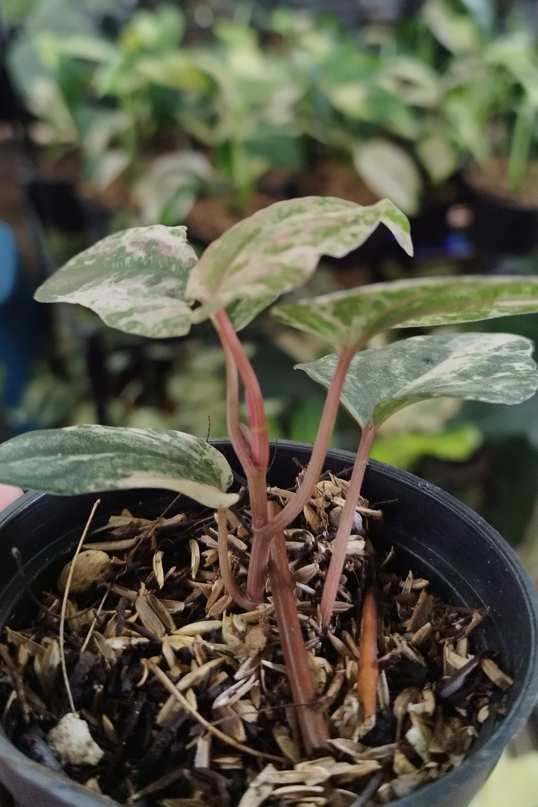 Piper Ornatum Pink