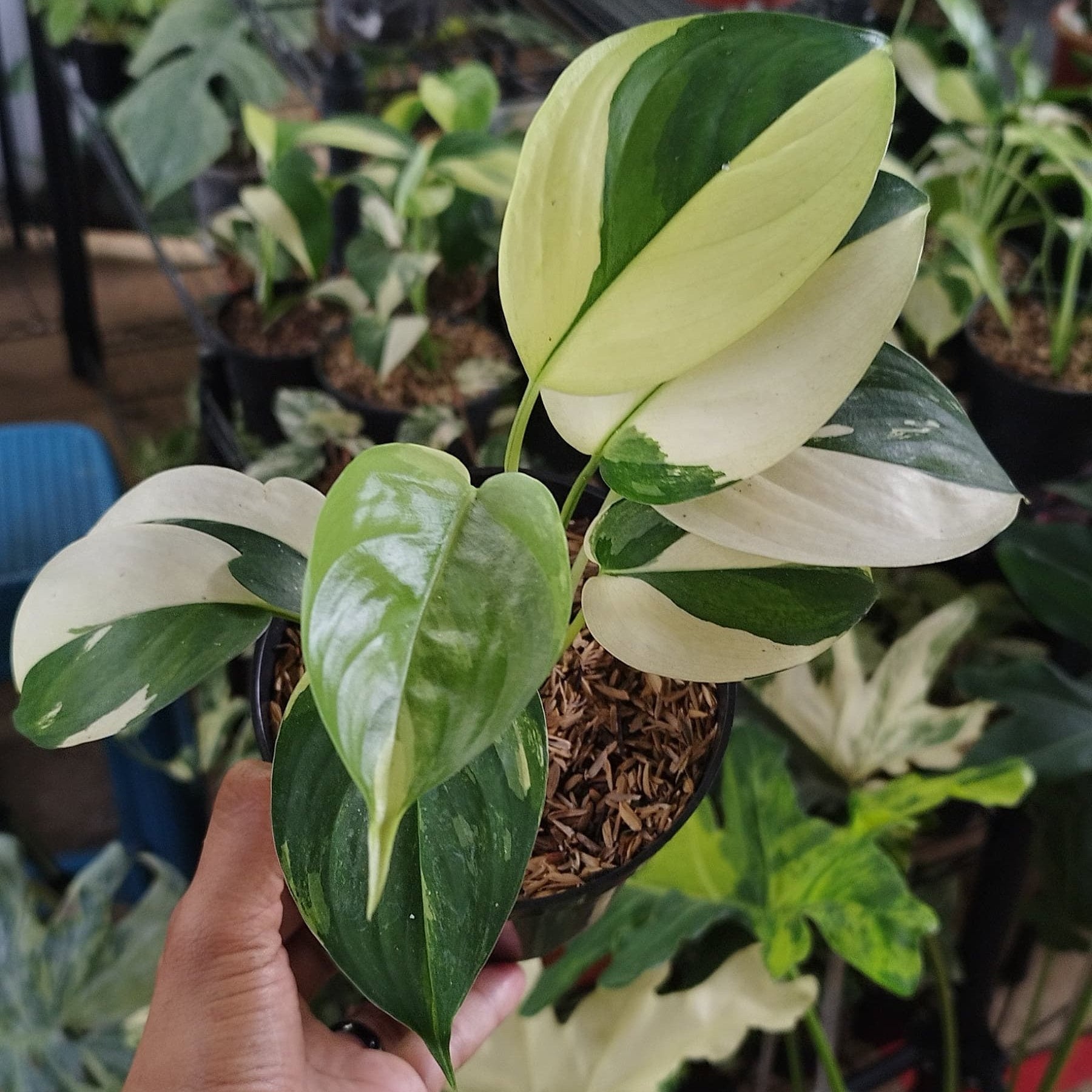 Scindapsus Blue Albo - Greenspaces.id