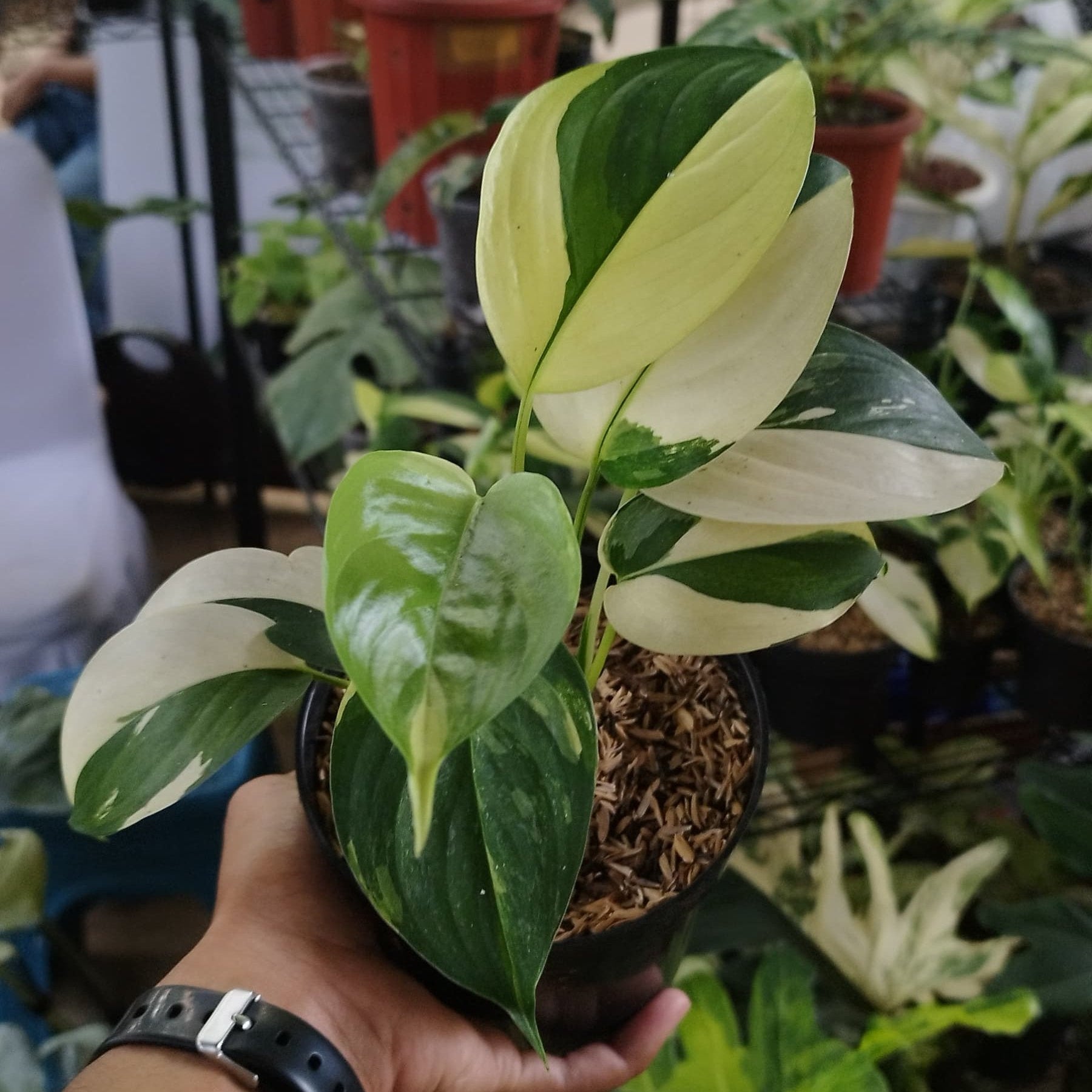 Scindapsus Blue Albo - Greenspaces.id
