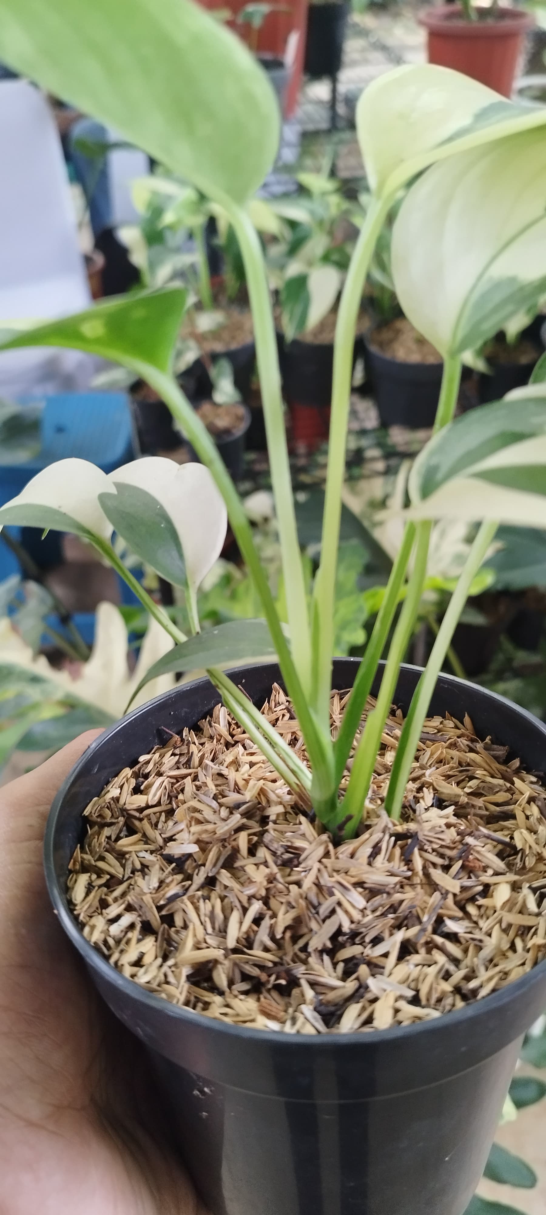 Scindapsus Blue Albo