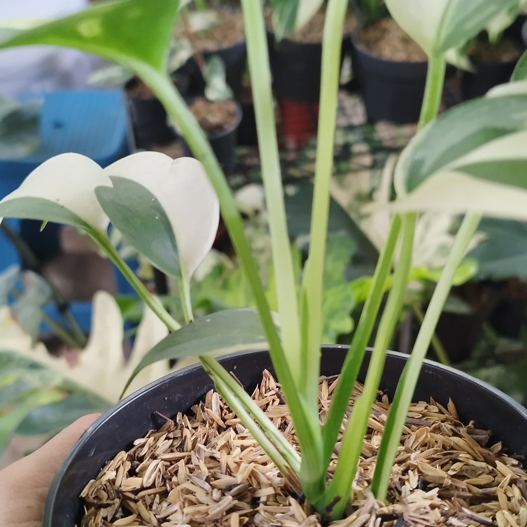Scindapsus Blue Albo - Greenspaces.id
