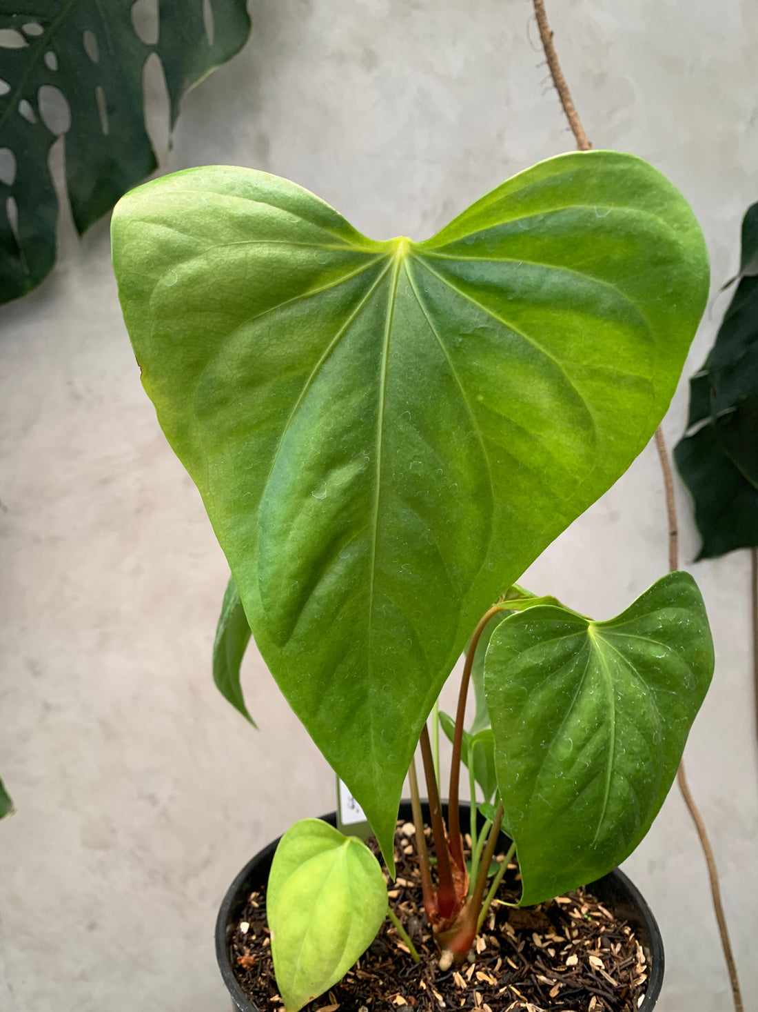 Anthurium Pedatoradiatum x Anthurium Nigrolaminum "gigi"/Sp Naro