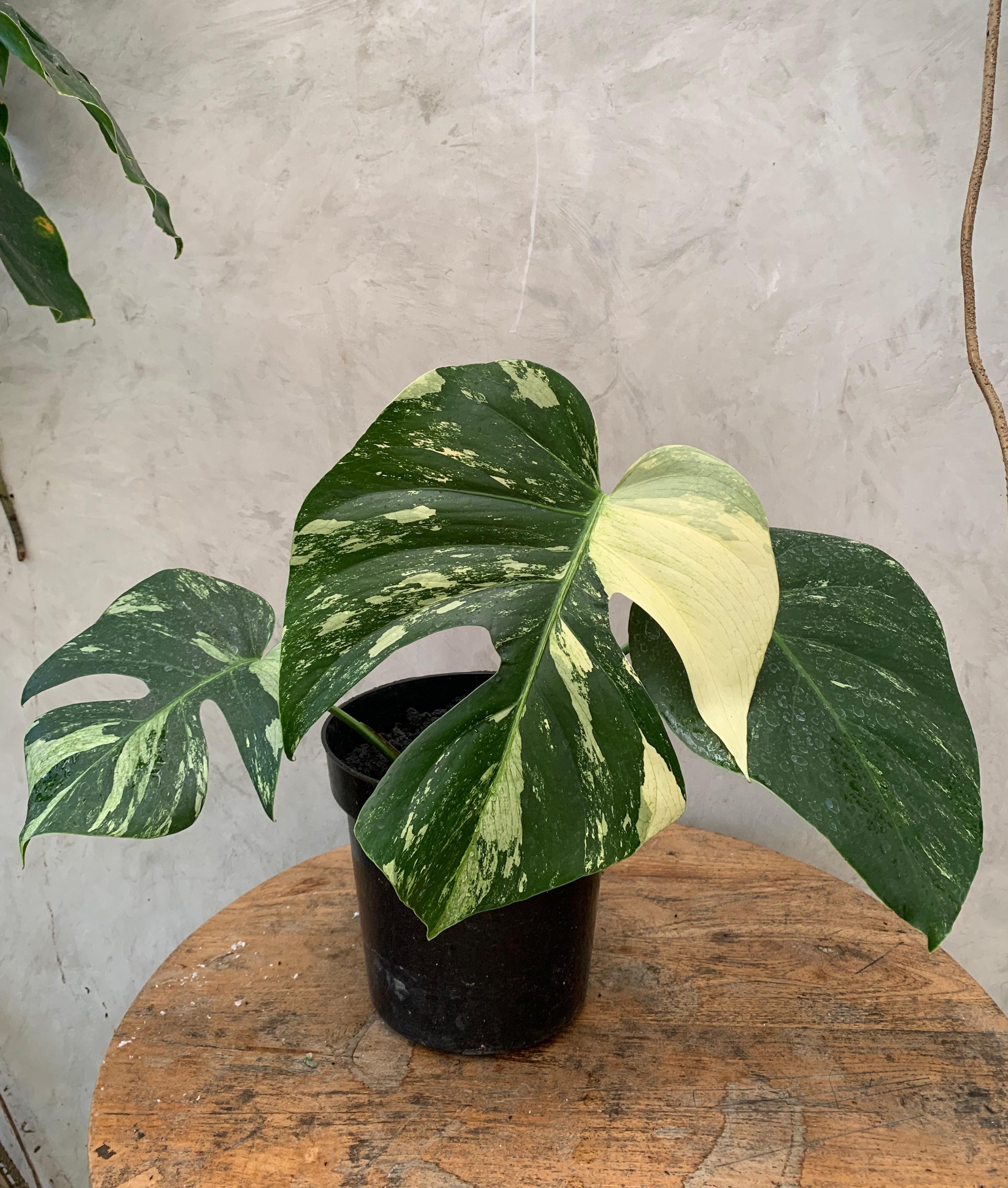 mint variegated monstera deliciosa Monstera Mint Variegated – Greenspaces.id