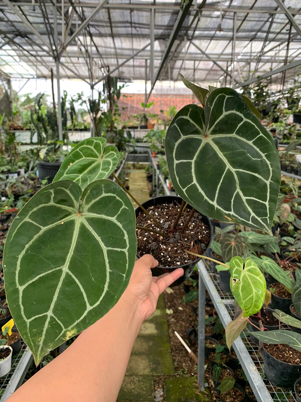 anthurium crystallinum adalah Anthurium Crystallinum x Clarinervium