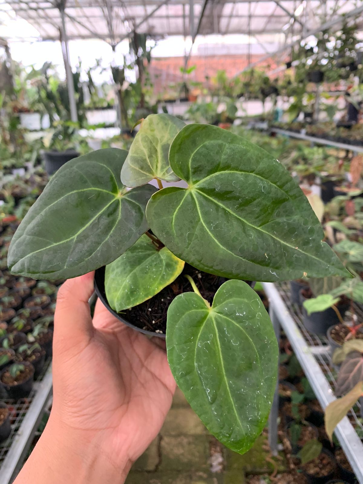 Anthurium Crystallinum Papillilaminum x Dark Phoenix
