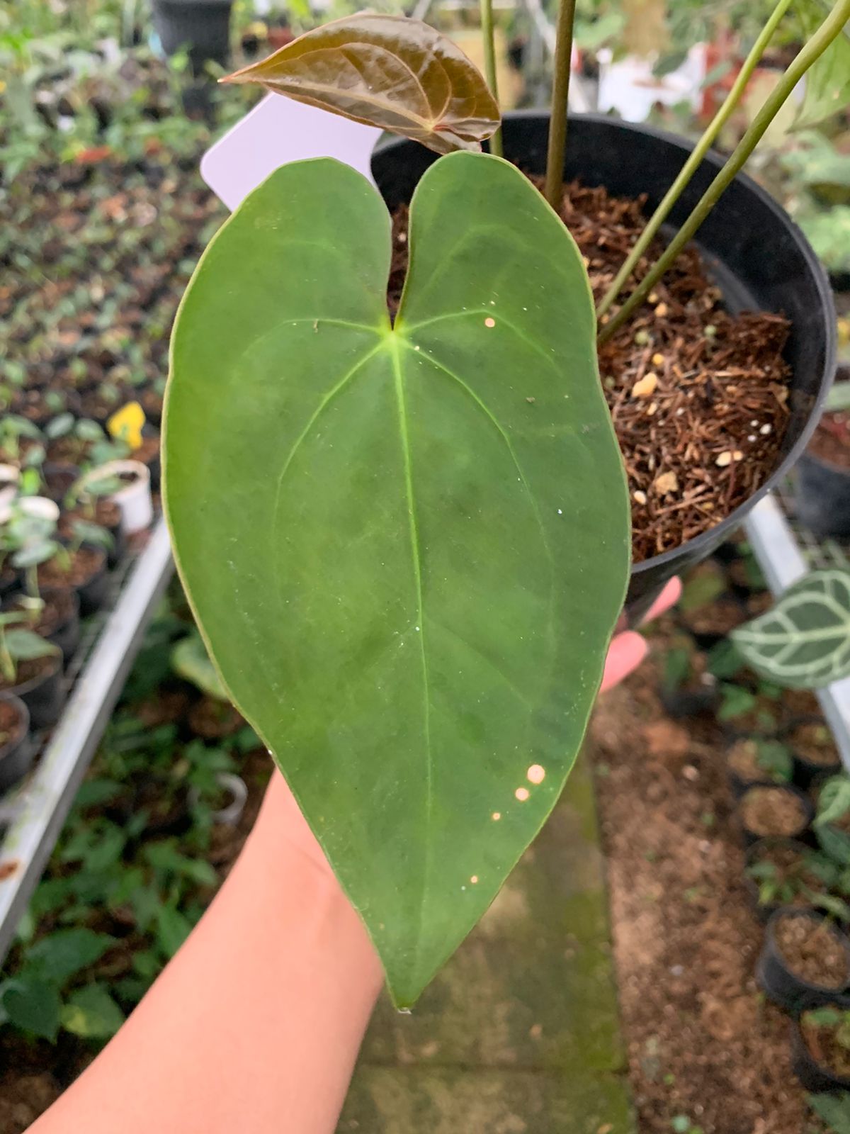 Anthurium Crystallinum x Dark Phoenix