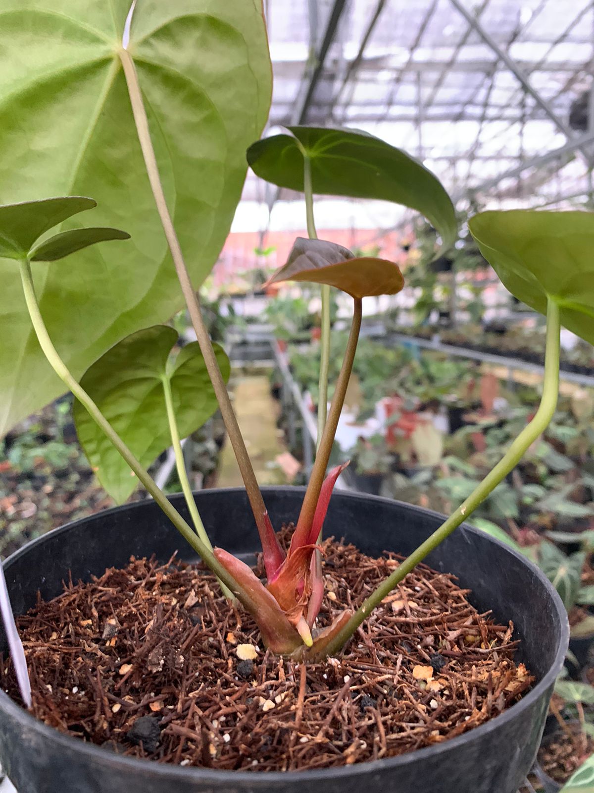 Anthurium Crystallinum x Dark Phoenix