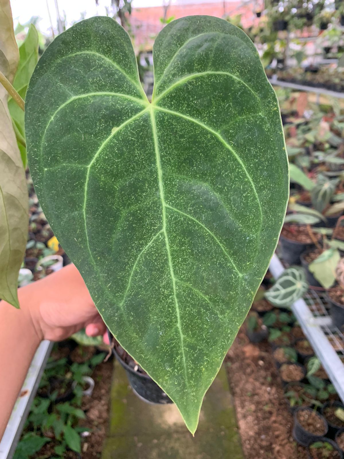 Anthurium Magnificum x Dark Phoenix Medium