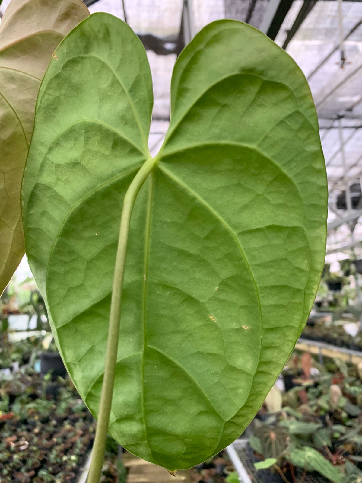 Anthurium Magnificum x Dark Phoenix Medium