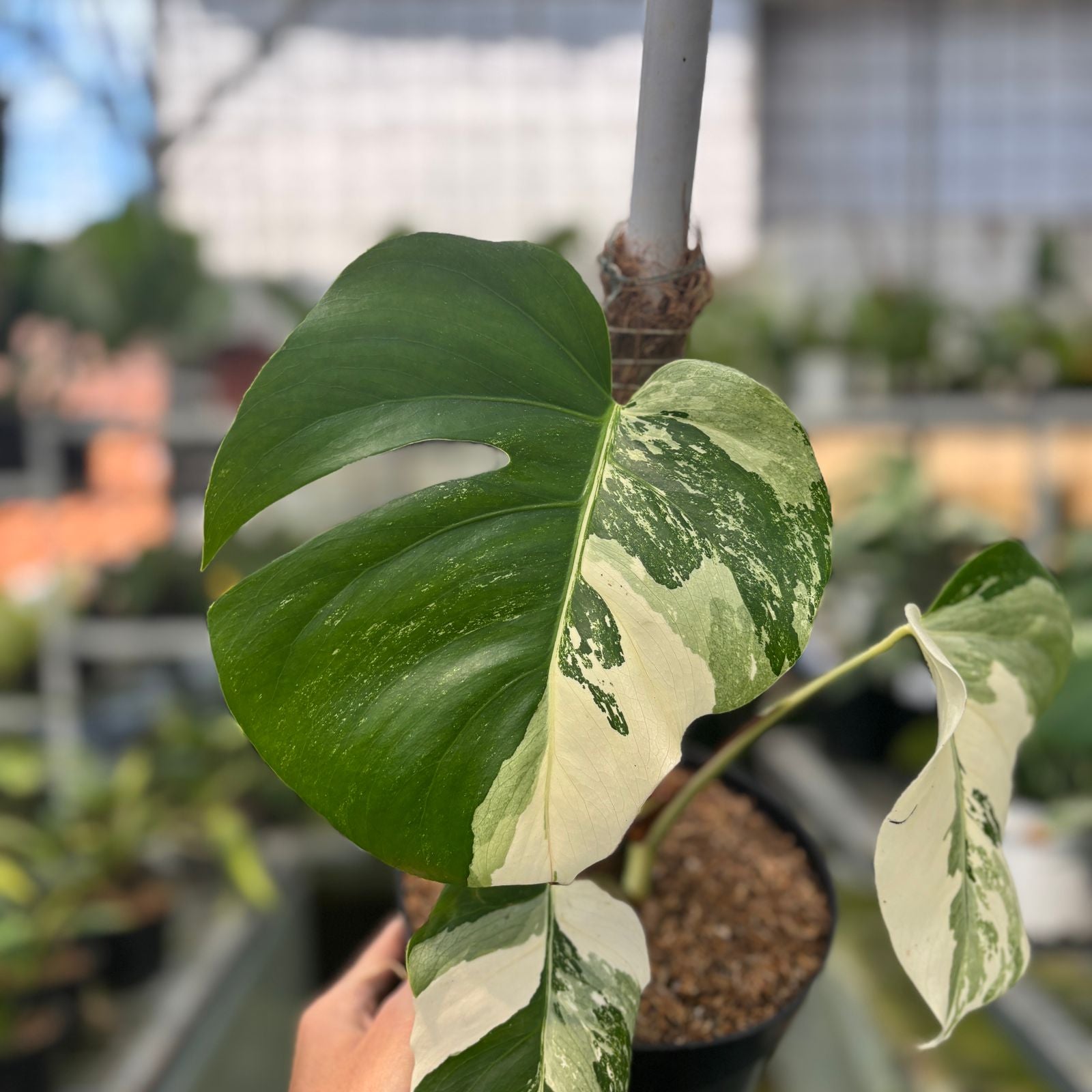 RP7-9 Monstera Albo Variegated