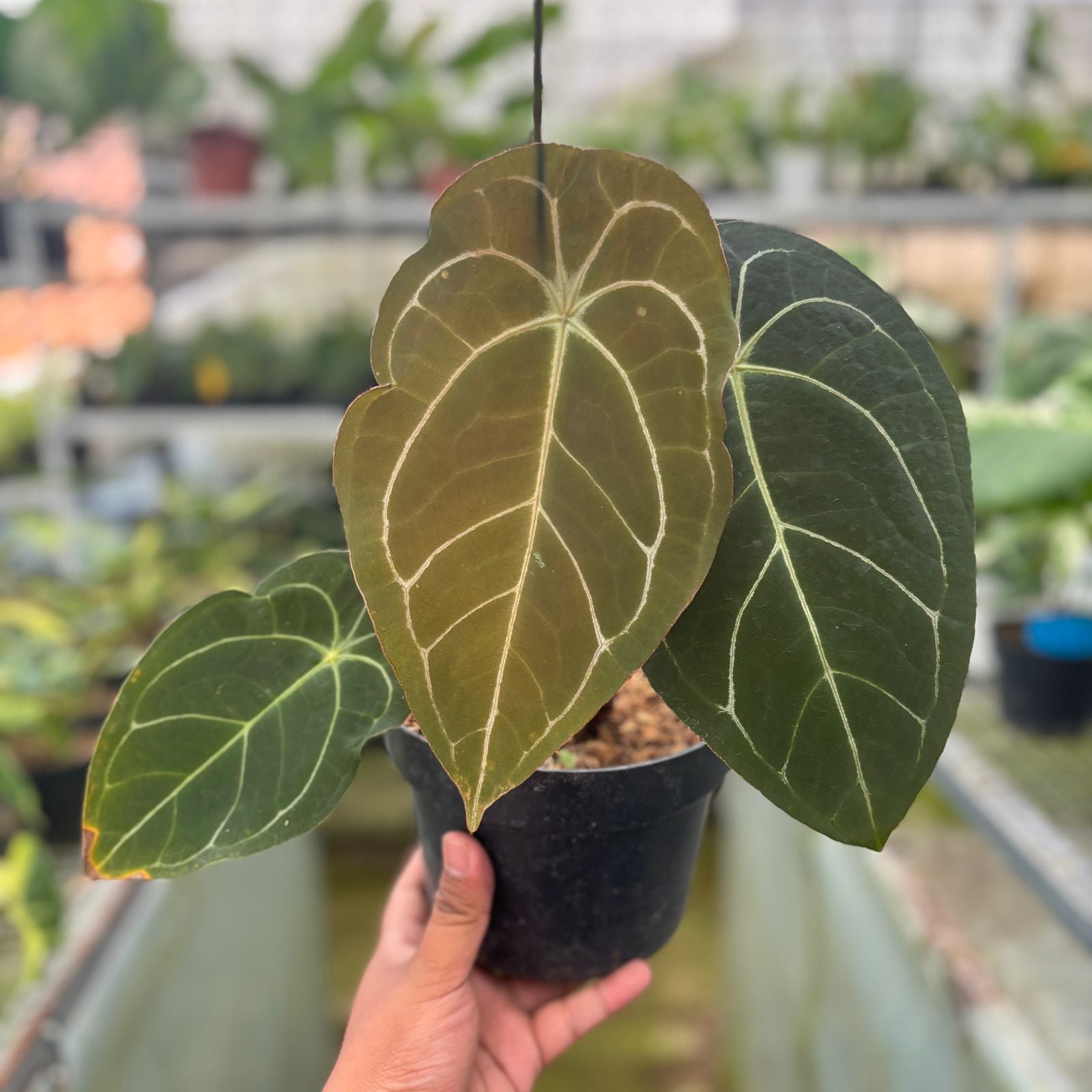 RP8-9 Anthurium Forgetti x AOS