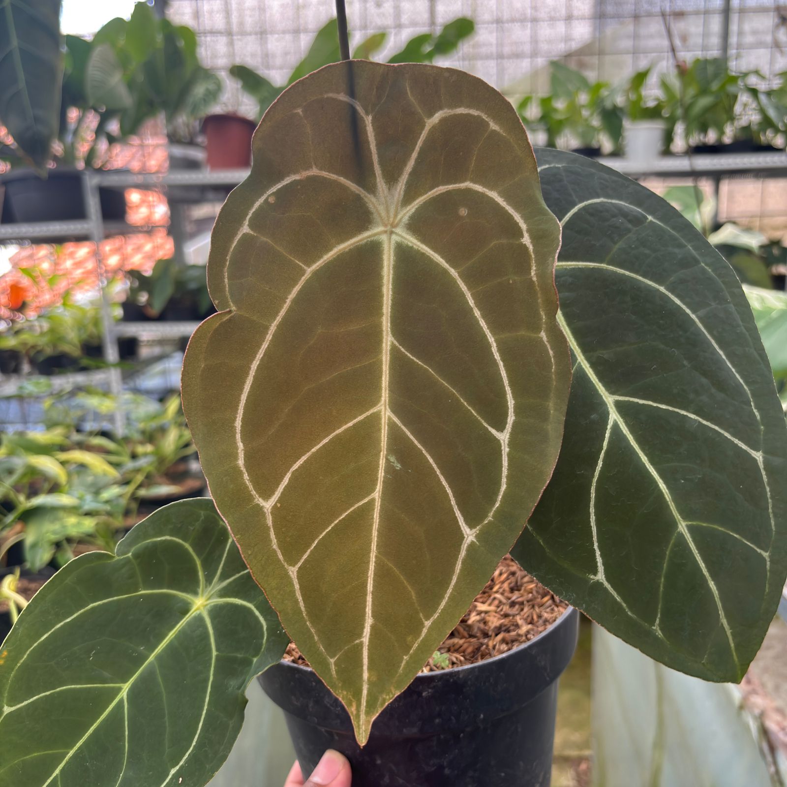 RP8-9 Anthurium Forgetti x AOS