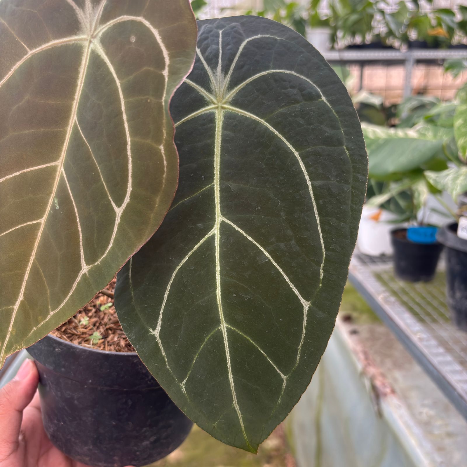 RP8-9 Anthurium Forgetti x AOS