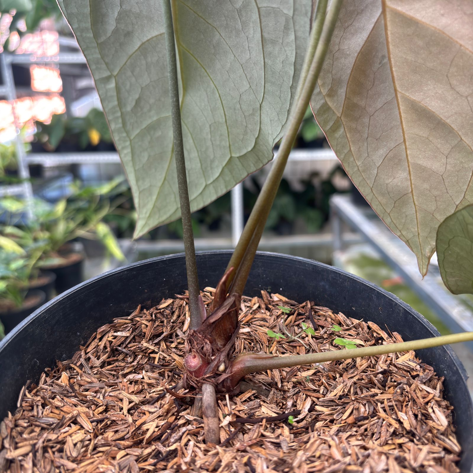 RP8-9 Anthurium Forgetti x AOS