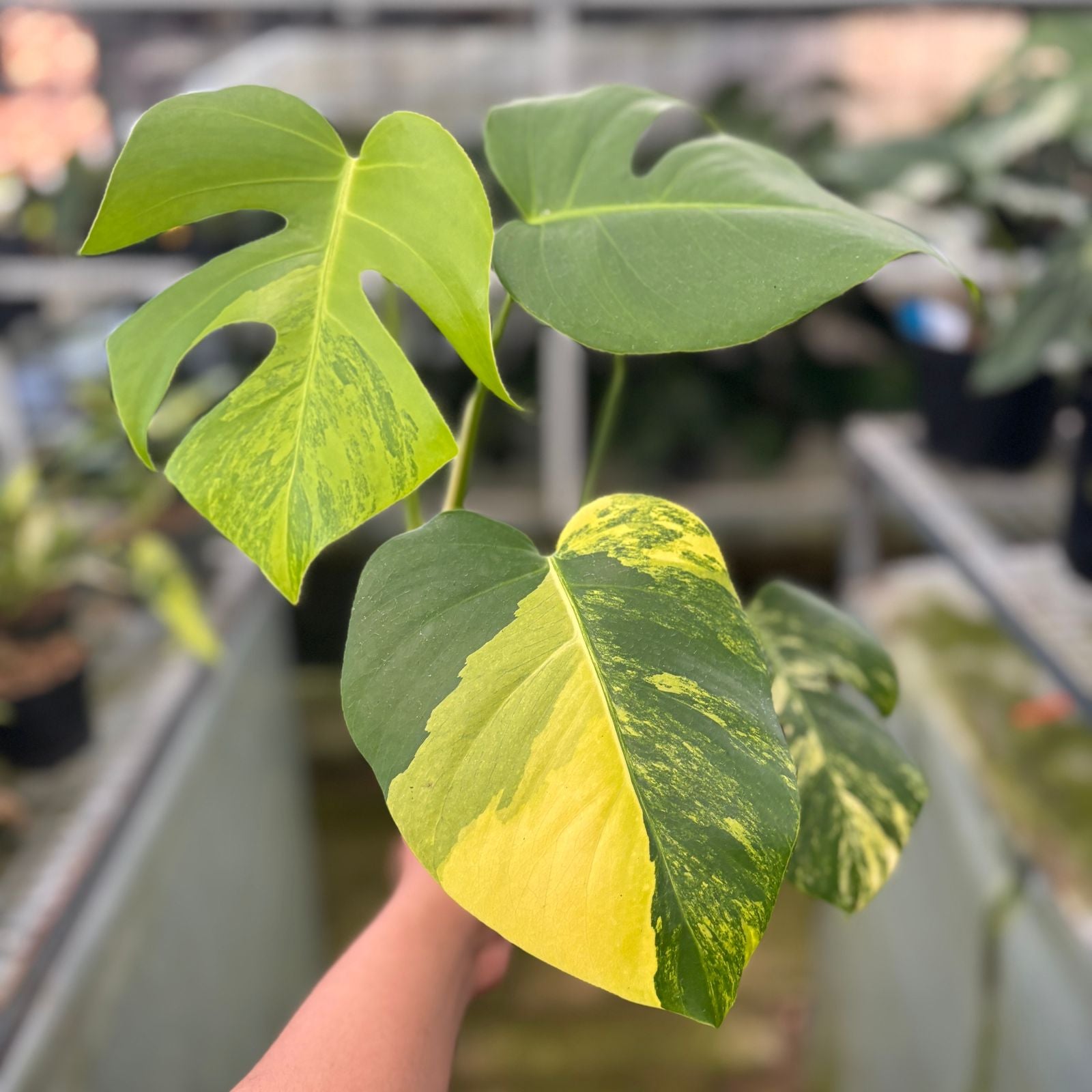 RP10-9 Monstera yellow variegated "Marmorata"