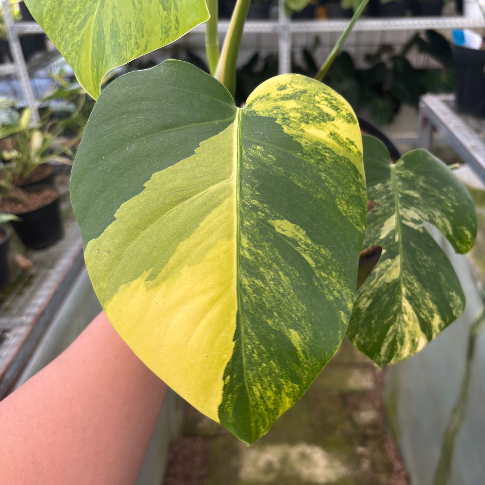 RP10-9 Monstera yellow variegated "Marmorata"