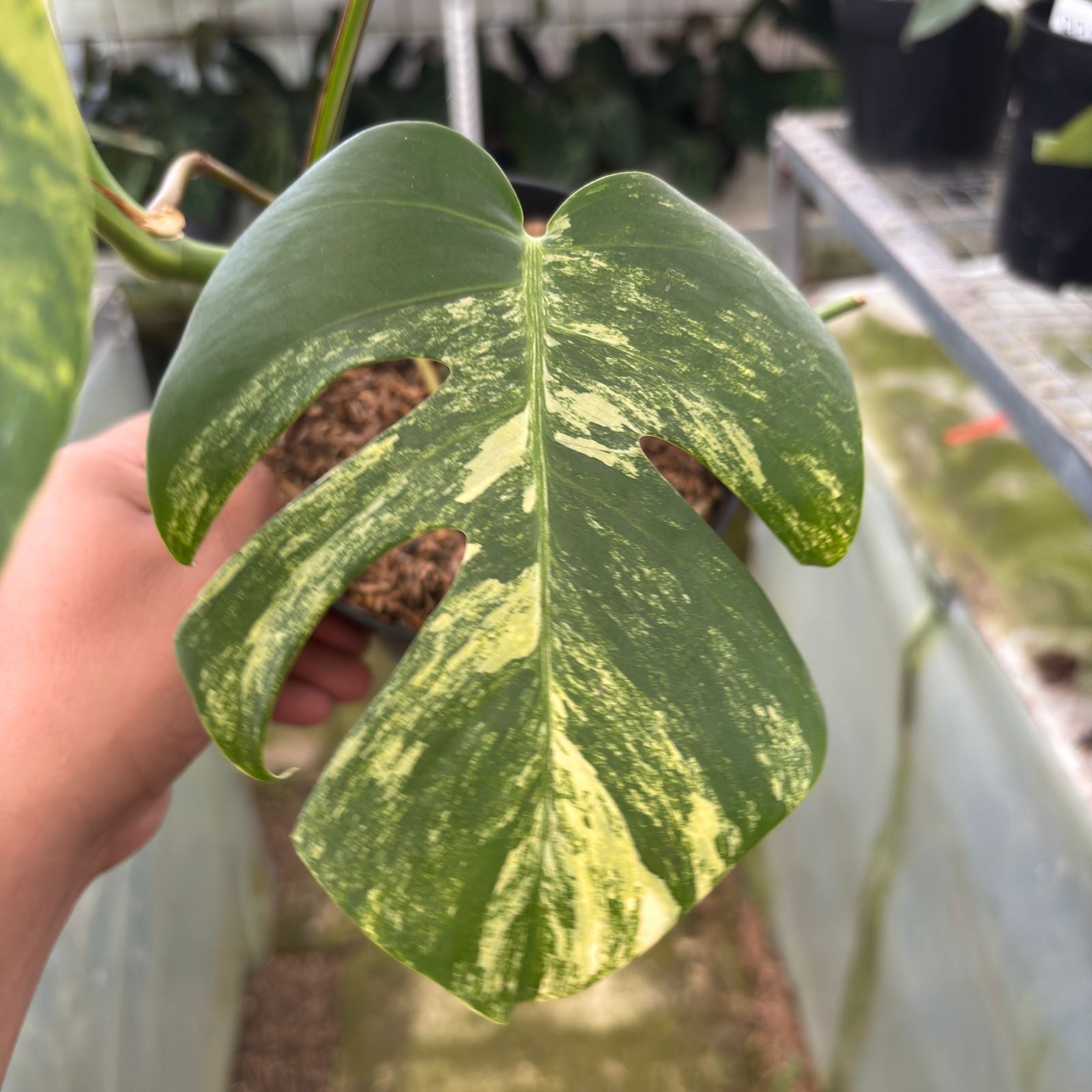 RP10-9 Monstera yellow variegated "Marmorata"