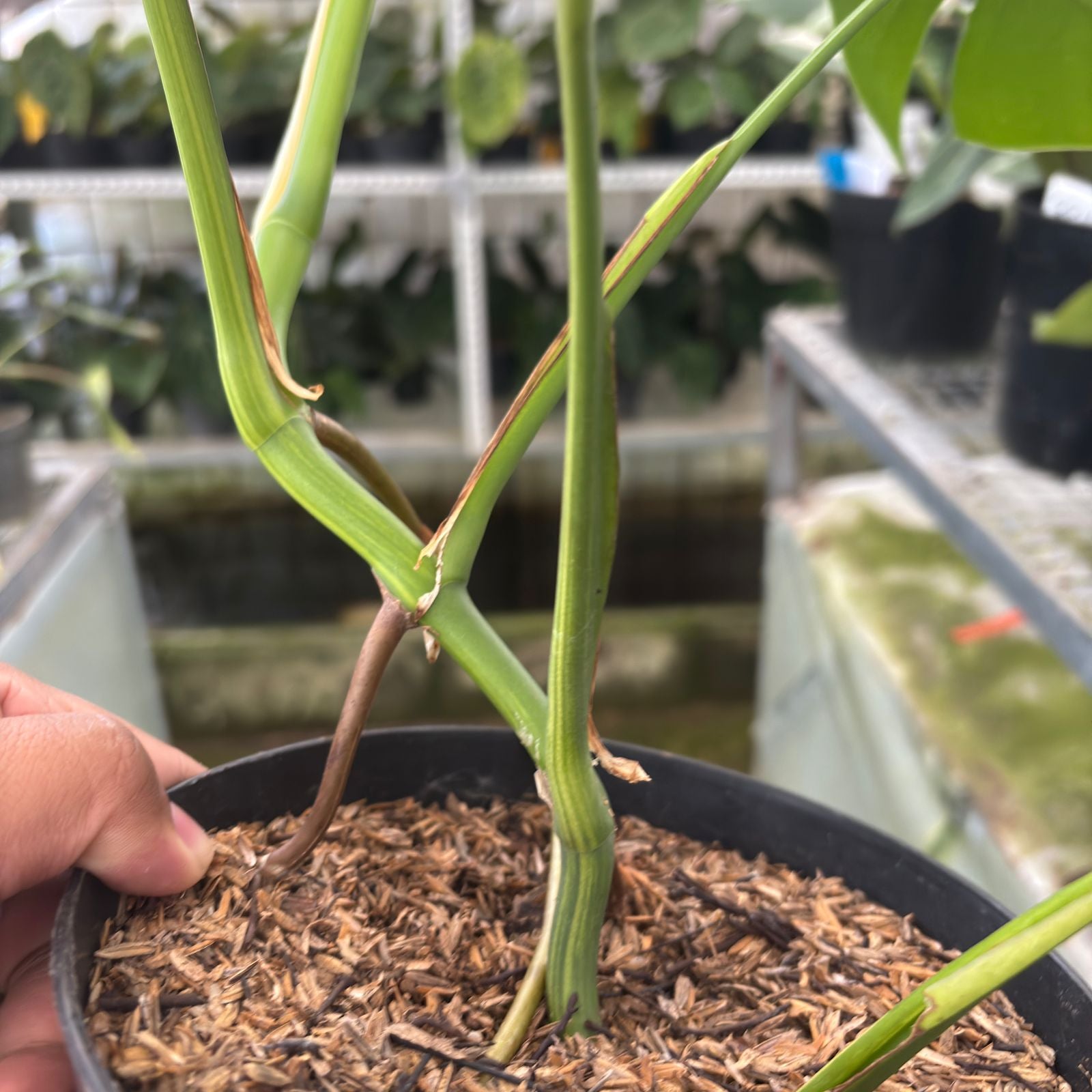 RP10-9 Monstera yellow variegated "Marmorata"