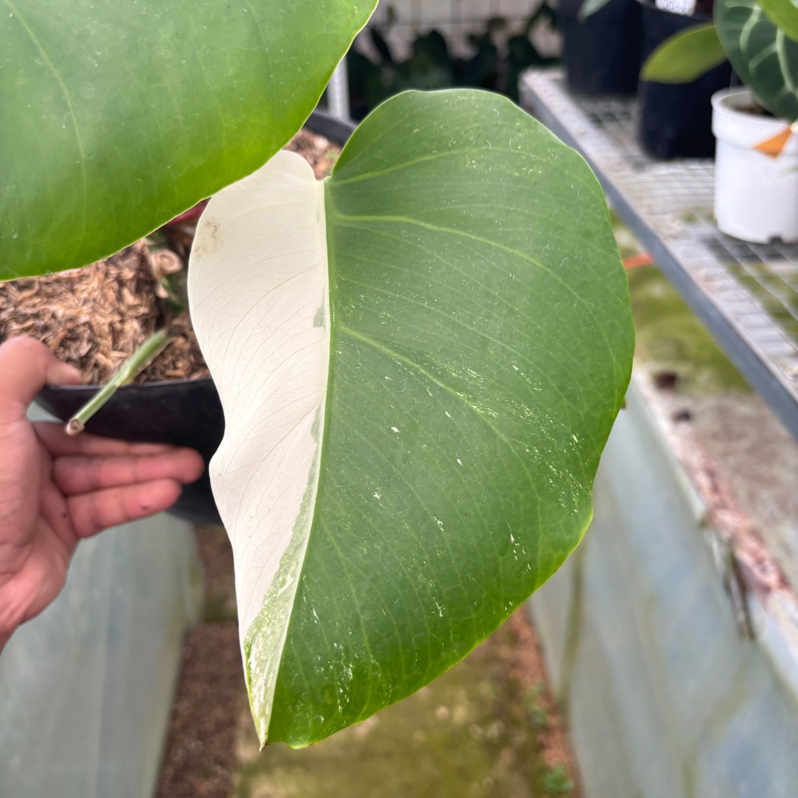 RP16-9 Monstera Albo Halfmoon Variegated