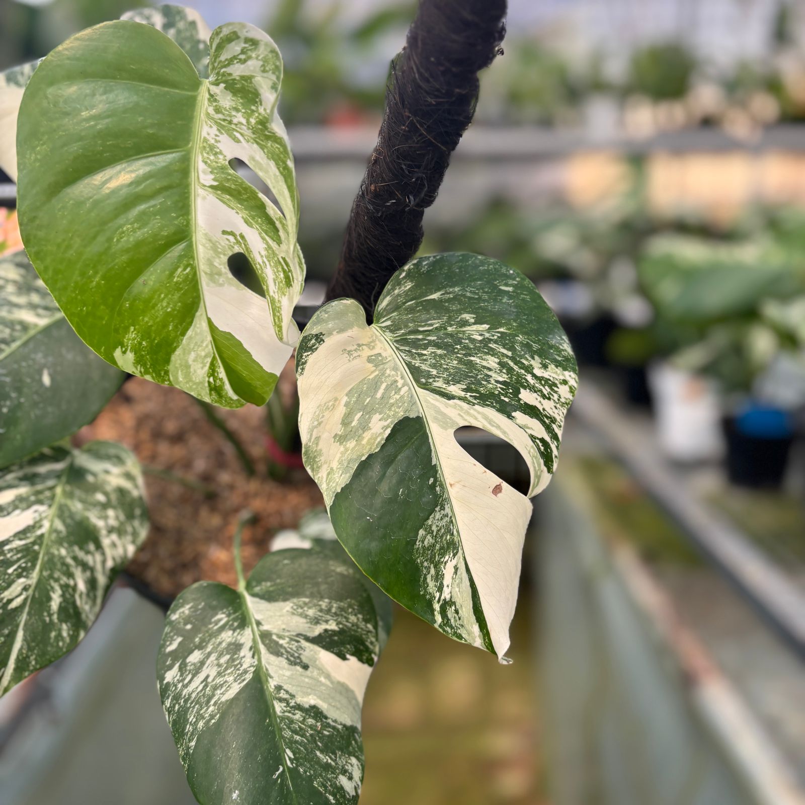 RP22-9 Monstera Albo Variegated