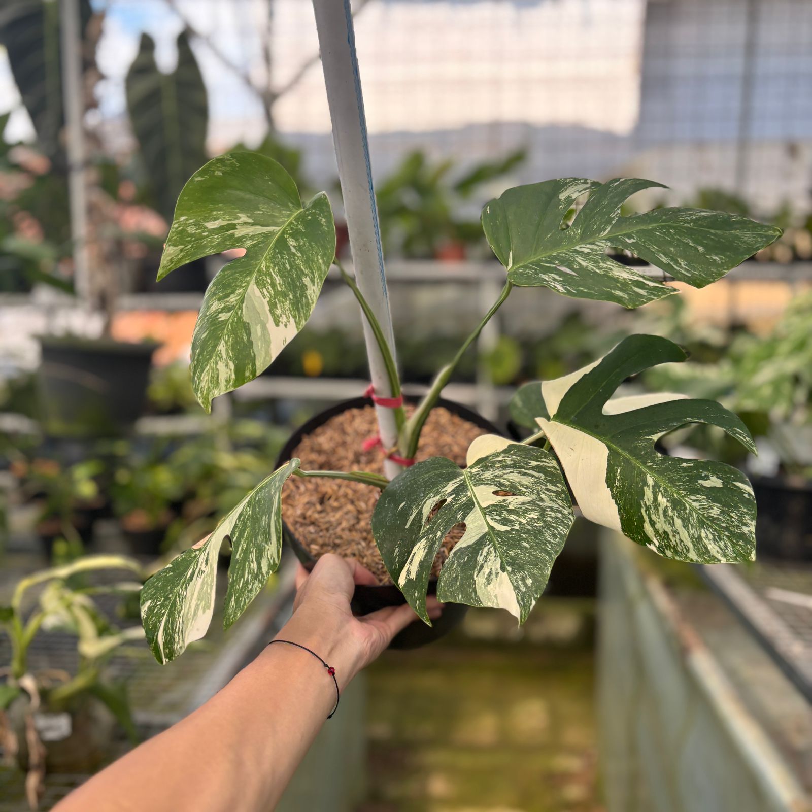 RP21-9 Monstera Albo Variegated