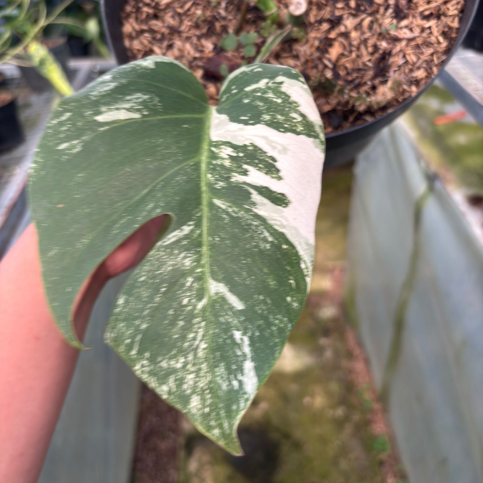 RP26-9 Monstera Albo Variegated
