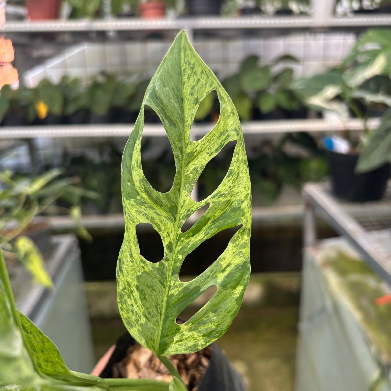 RP65-9 Monstera Adansonii Variegated Indonesia