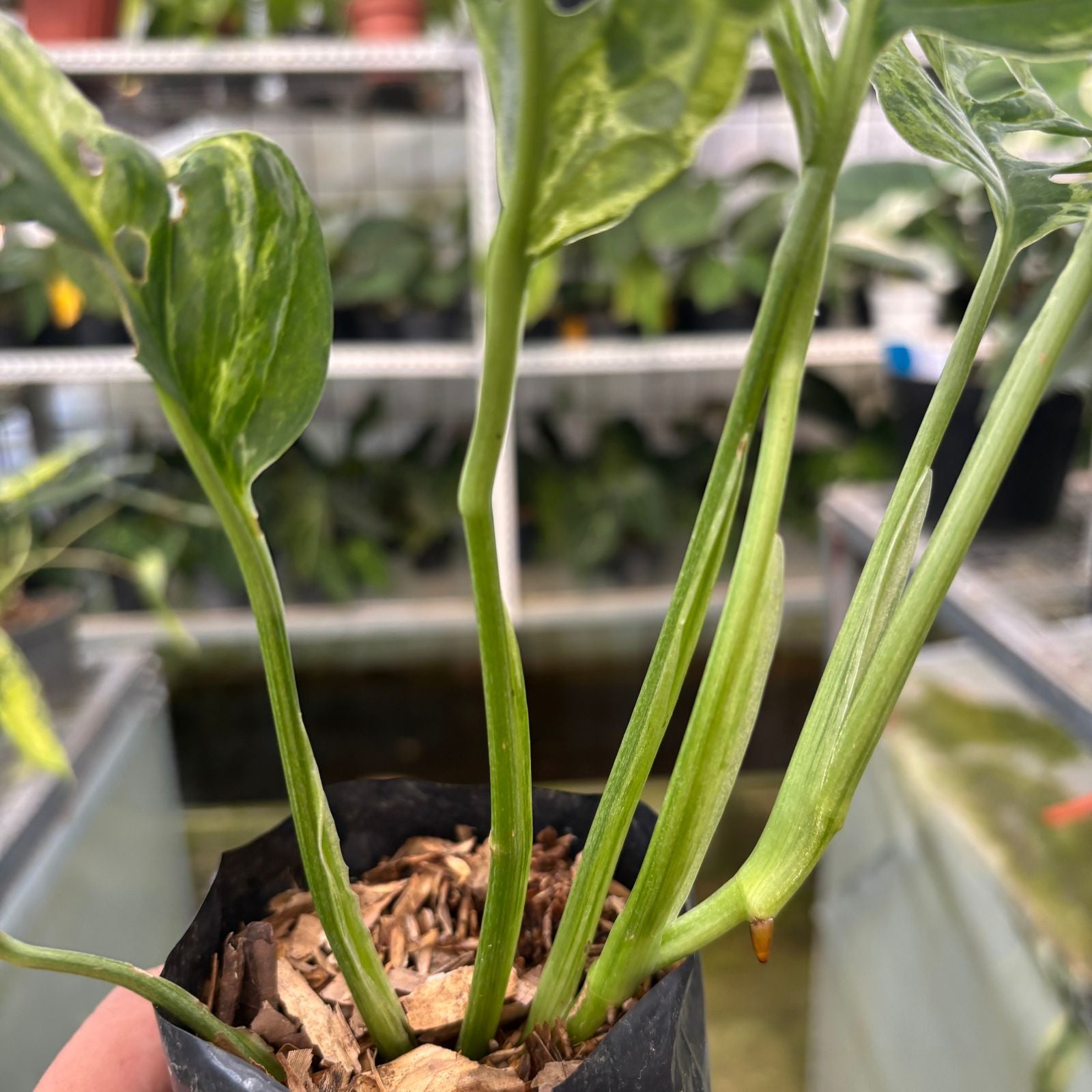 RP65-9 Monstera Adansonii Variegated Indonesia
