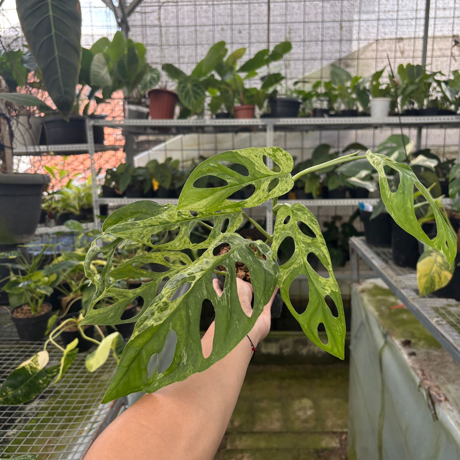 RP63-9 Monstera Adansonii Variegated Indonesia