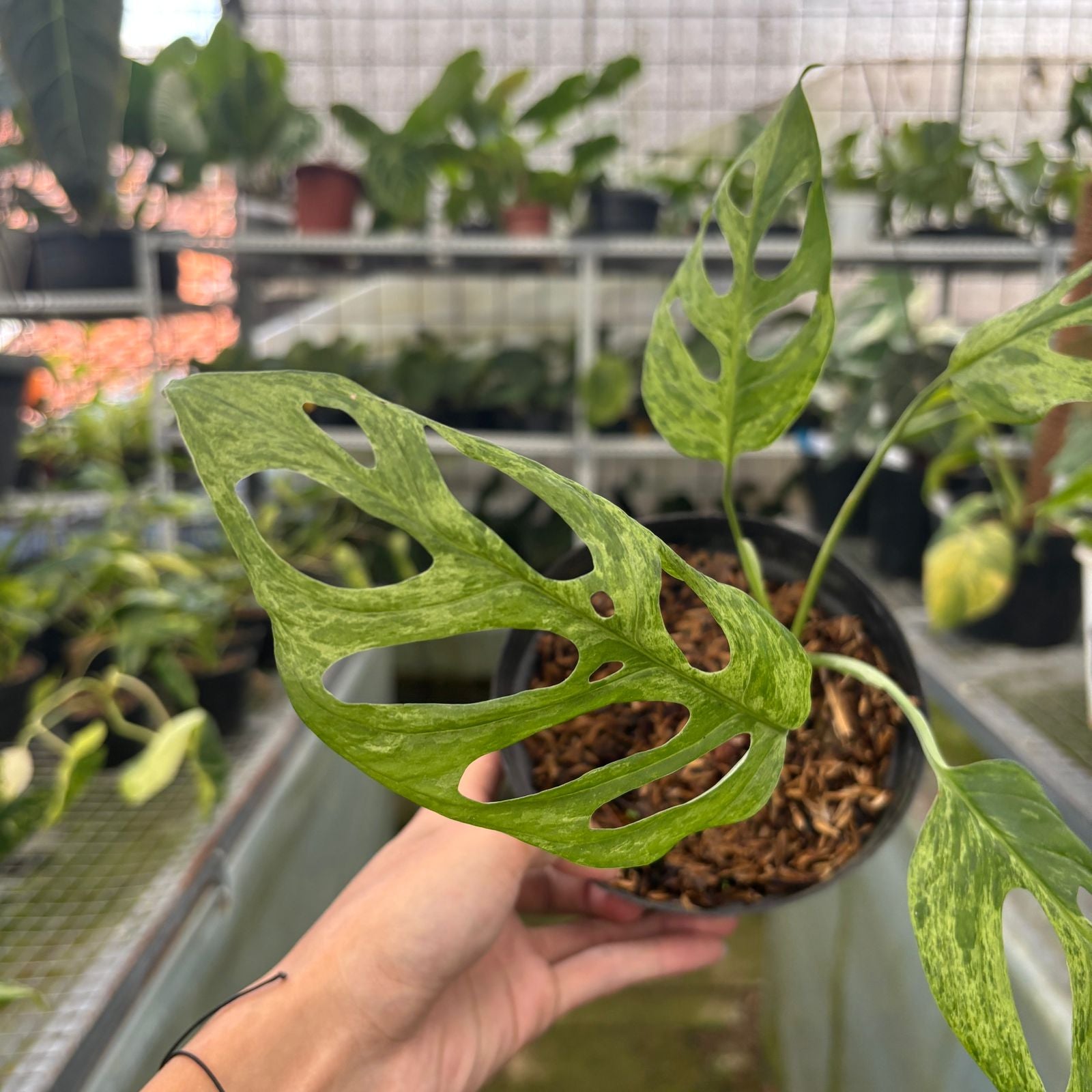 RP64-9 Monstera Adansonii Variegated Indonesia