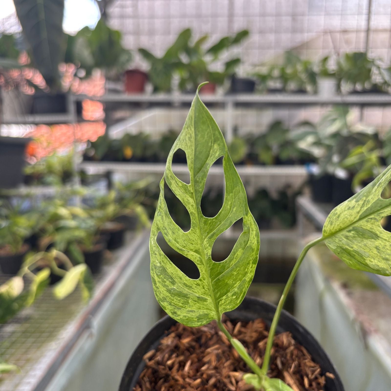 RP64-9 Monstera Adansonii Variegated Indonesia