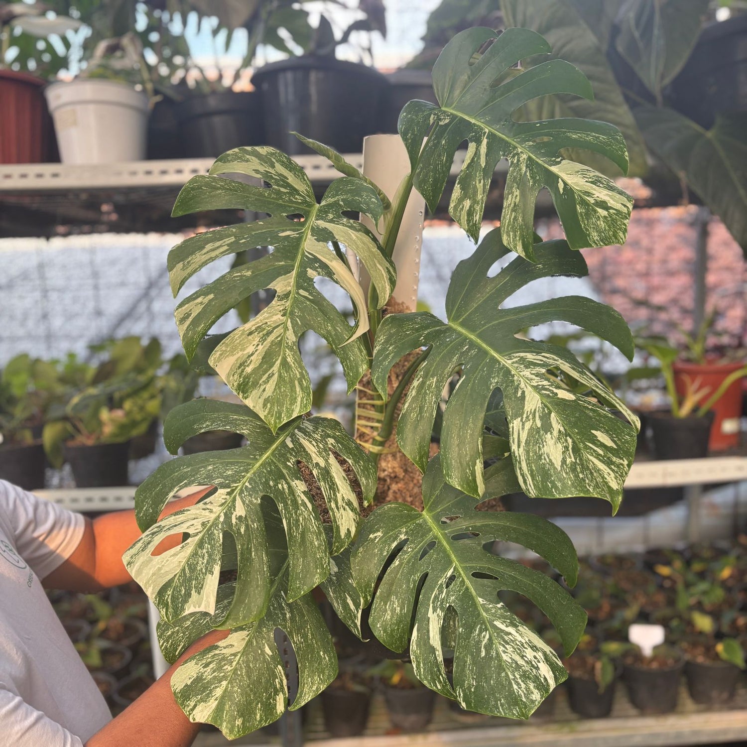 Monstera Albo Variegated Lush