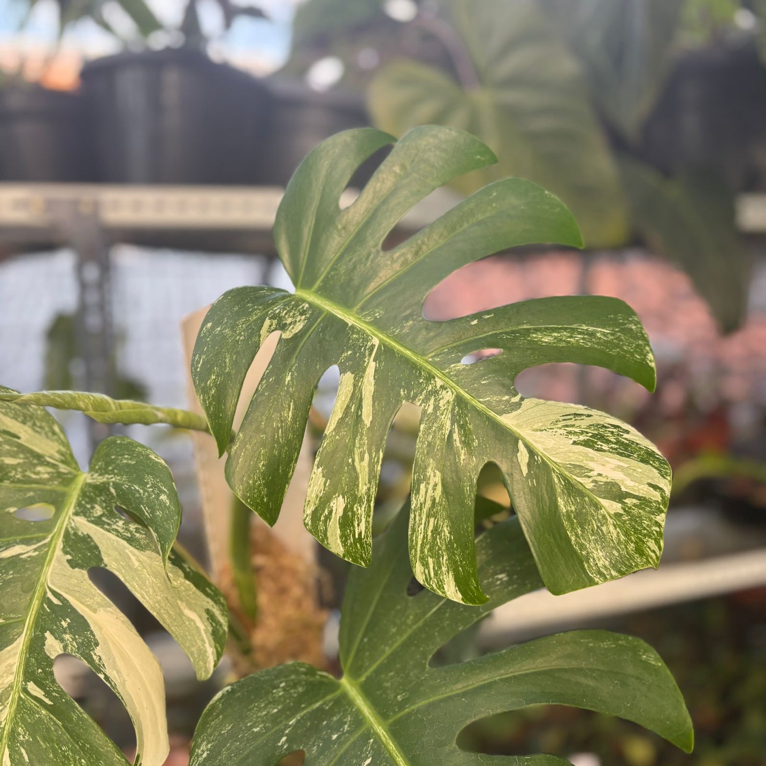 Monstera Albo Variegated Lush